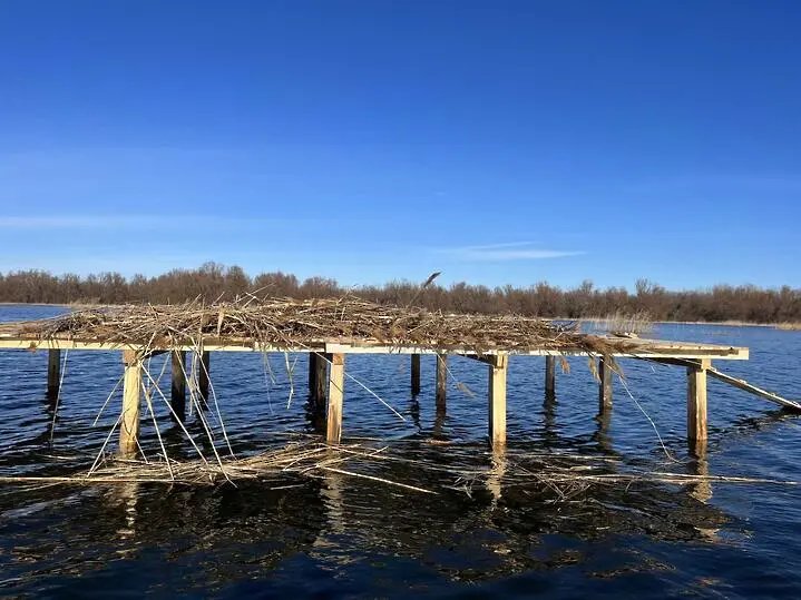 Две нови платформи за гнездене са изградени в блатото Песчина