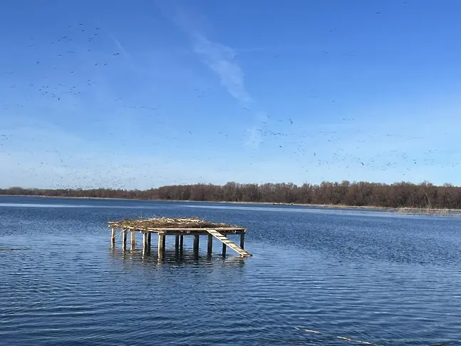 Две нови платформи за гнездене са изградени в блатото Песчина