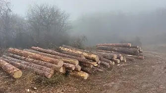 70 кубика дървесина е открадната от горите на Северна Централна България