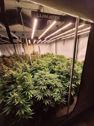 Откриха марихуана за 250 000 лева в наркохотел в Слънчев бряг /Снимки и видео/