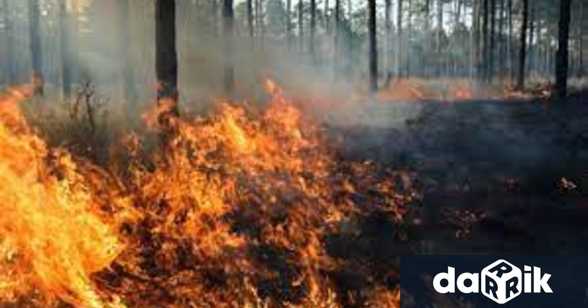 50 декара борова гора е изгоряла вчера при пожар съобщават