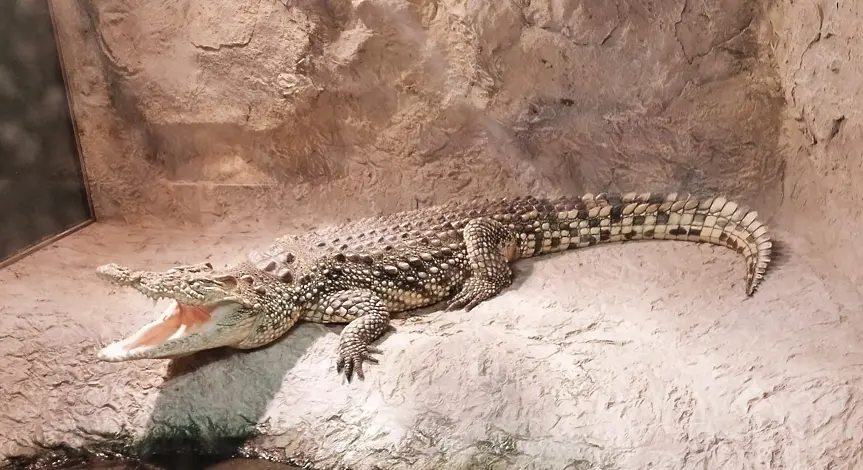 Събират пари за по-голям терариум за нилския крокодил и очилатия кайман в Природонаучния музей