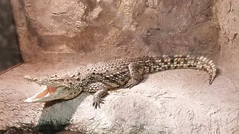 Събират пари за по-голям терариум за нилския крокодил и очилатия кайман в Природонаучния музей
