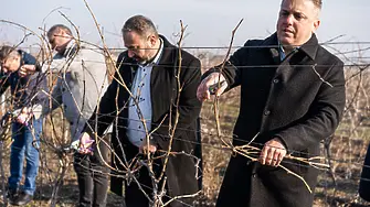 Българските винопроизводители се връщат към традиционните нашенски сортове грозде