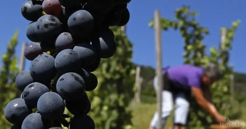 Лозаро-винарска камара настоява за по-лесен достъп до разрешителни за сондажи