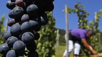 Лозаро-винарска камара настоява за по-лесен достъп до разрешителни за сондажи