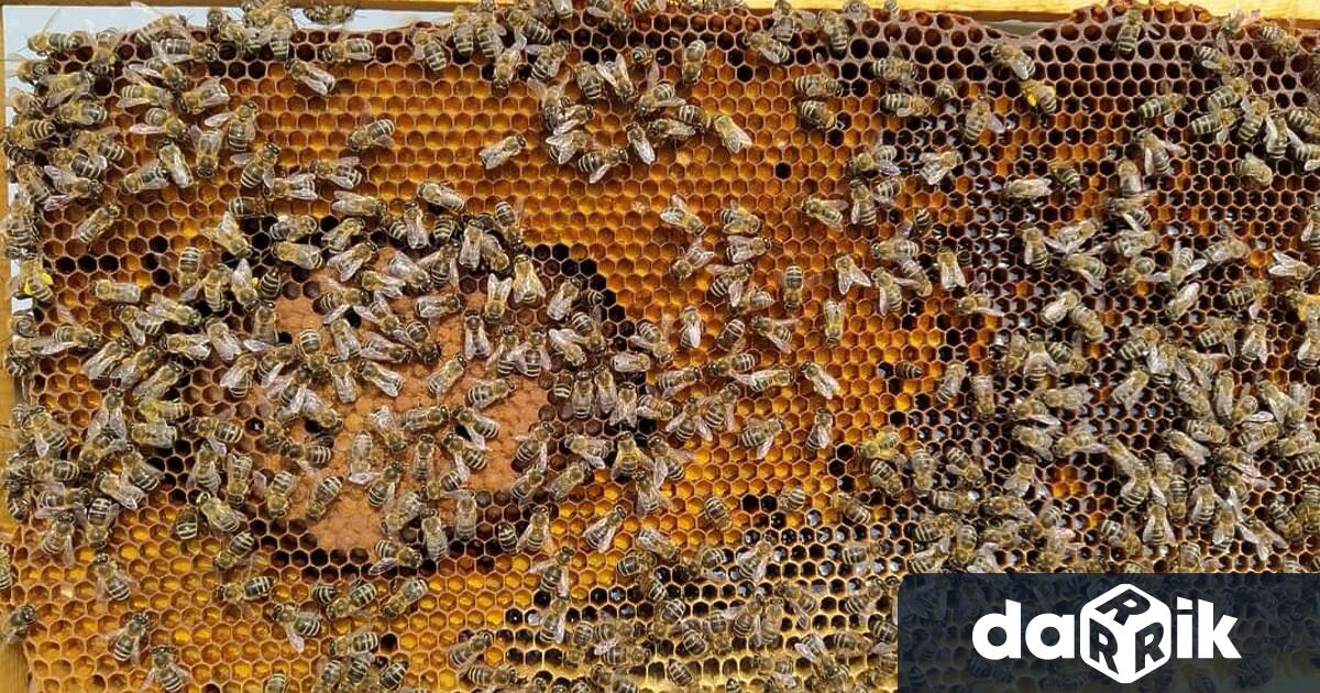 Пчели отново излизат от кошерите през зимните месеци подлъгани от