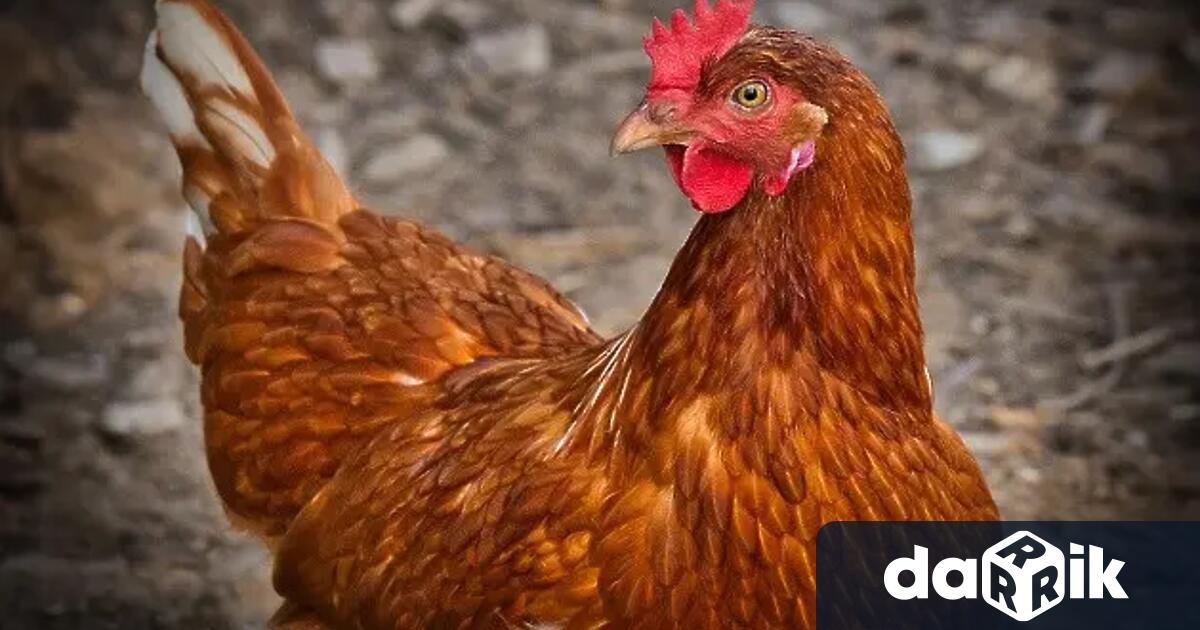 За огнище на птичи грип в димитровградското село Черногорово съобщават