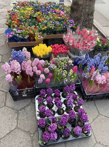 Цветя от дъждовна Нидерландия и далечен Еквадор за 8 март в Бургас