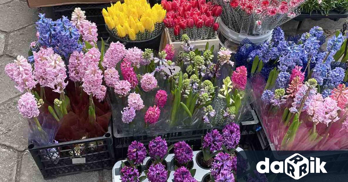 Цветята за 8 март пътуват хиляди километри преди да стигнат