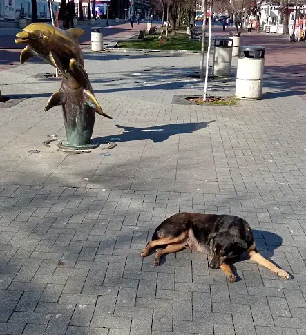 Ще се промени ли таксата за притежаване на куче във Варна?