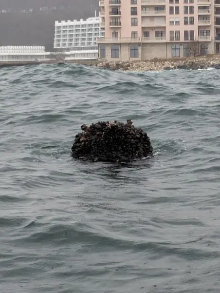 Обезвредиха плаваща мина пред плаж “Кабакум” (СНИМКИ)