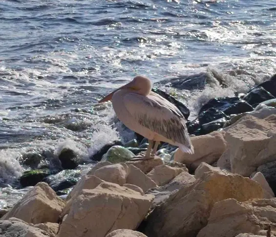 Розов пеликан е най-новият обитател на Варненския плаж