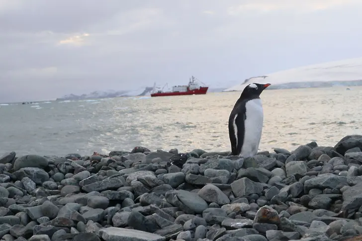 Фотографии на Антарктида подрежда в изложба Природонаучният музей