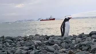 Фотографии на Антарктида подрежда в изложба Природонаучният музей