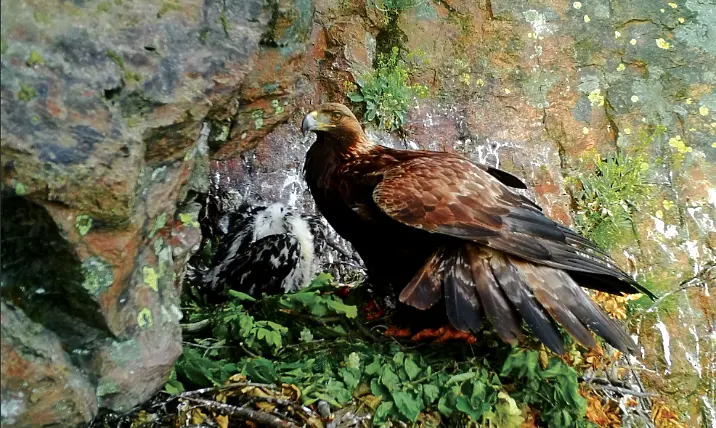 Изложбата „Поглед към гнездото на скалния орел“ ще бъде открита в Екомузея 