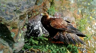 Изложбата „Поглед към гнездото на скалния орел“ ще бъде открита в Екомузея 