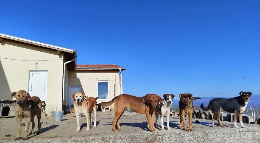 Община Кюстендил започна кампания по преброяване на безстопанствените кучета 