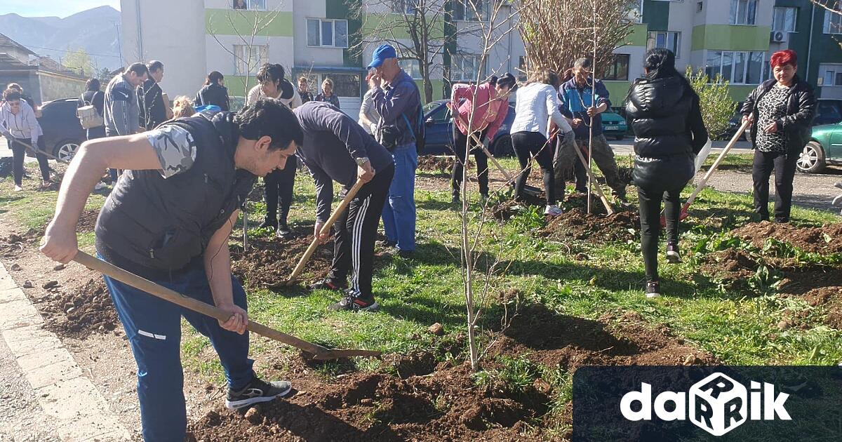 В третата инициатива на кампанията Зелена Враца бяха засадени 100