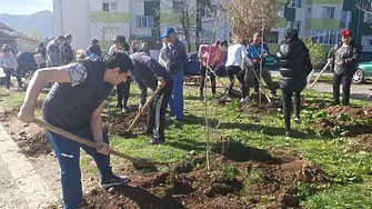 Засадиха  още 100 дървета във Враца