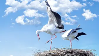  ЕРМ Запад обезопаси за птиците 508 стълба и монтира 103 щъркелови гнезда в област Кюстендил