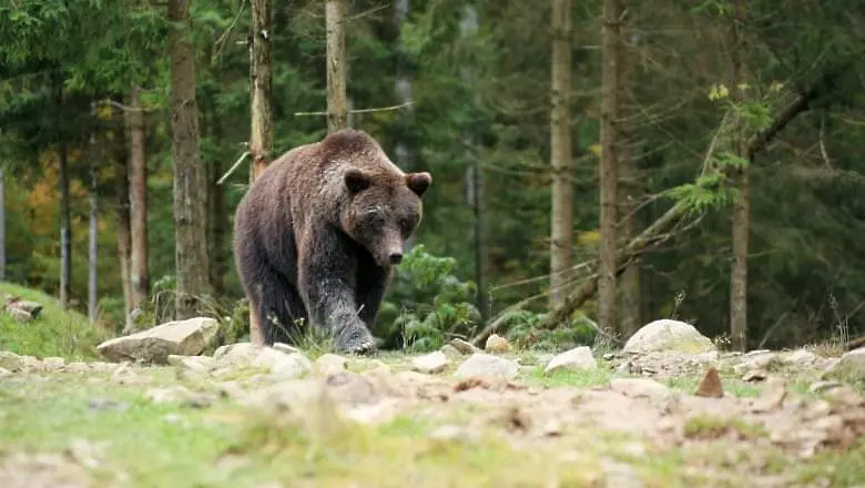 7 нови нападения от мечки регистрирани за месец в Смолянско 