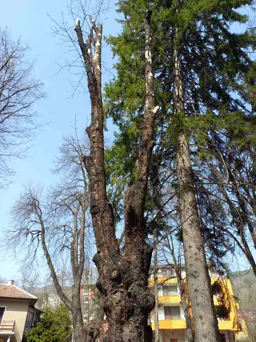 Обновяват дърветата в парк „Клептуза“ във Велинград