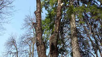 Обновяват дърветата в парк „Клептуза“ във Велинград