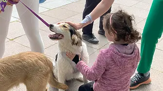 90 кучета от приюта в Пловдив чакат своите осиновители