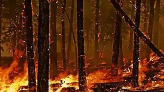 Спасиха от пожар 250 дка смесена гора край Плазище