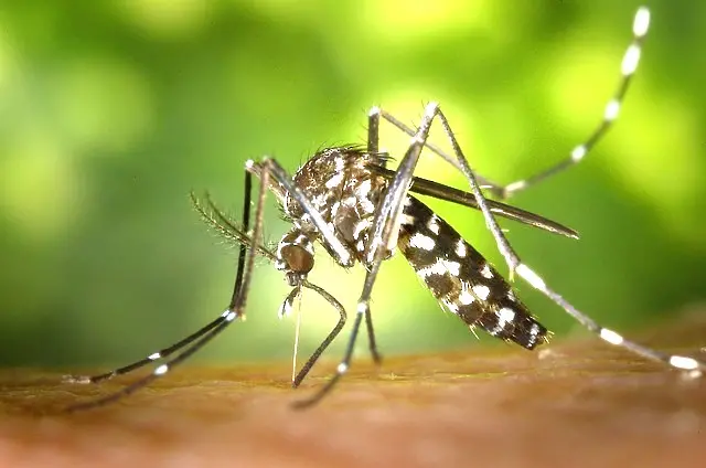 Tретират срещу комари на територията на община Сливо поле