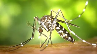 Tретират срещу комари на територията на община Сливо поле