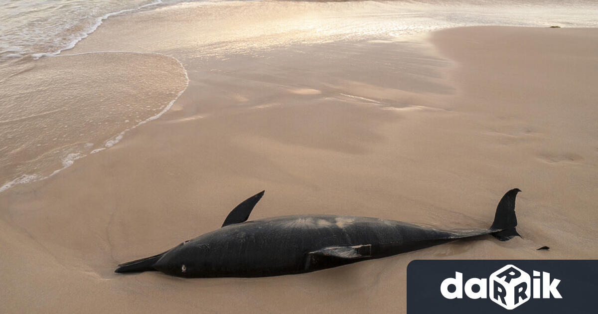 Мъртви делфини изхвърли морето край Варна Труповете на бозайниците за