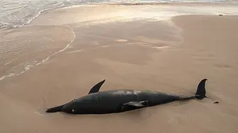Мъртви делфини изхвърли морето край Варна