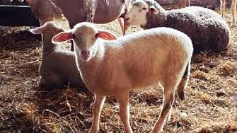 Задържаха крадците на 2 овце и 2 агнета от частен имот в с. Лесура 