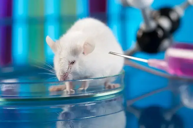 Днес се отбелязва Световният ден за защита на лабораторните животни
