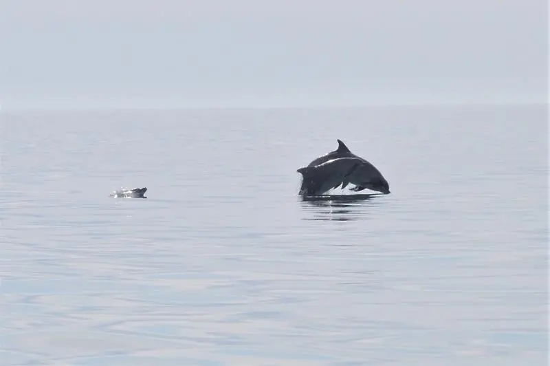 Само по Северното Черноморие: Девет сигнала за мъртви делфини от началото на годината