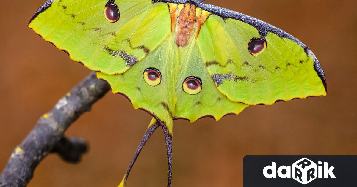 Африканска лунна пеперуда се излюпи в зала Тропик“ в Природонаучния