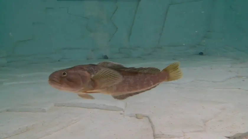 Антарктическата риба „Нототения“ успешно се адаптира в новоизградената база на Регионалния природонаучен музей