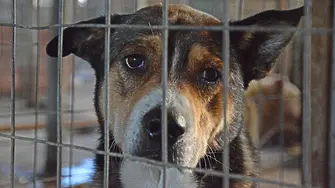 Кампания ще насърчава осиновяване на безстопанствени кучета