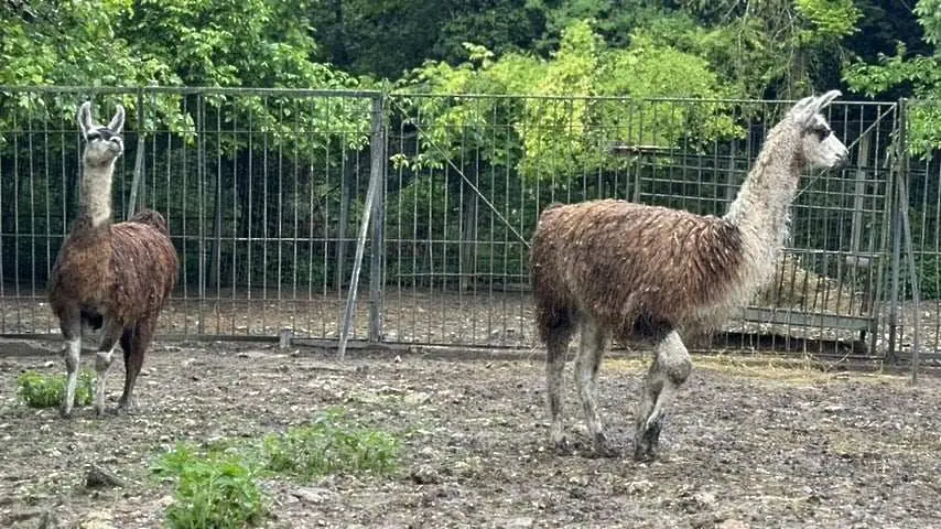 Двойка лами са новите обитатели на зоопарк „Кайлъка“