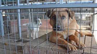 Демонстрации и беседи за осиновяване на кученца организират във Варна