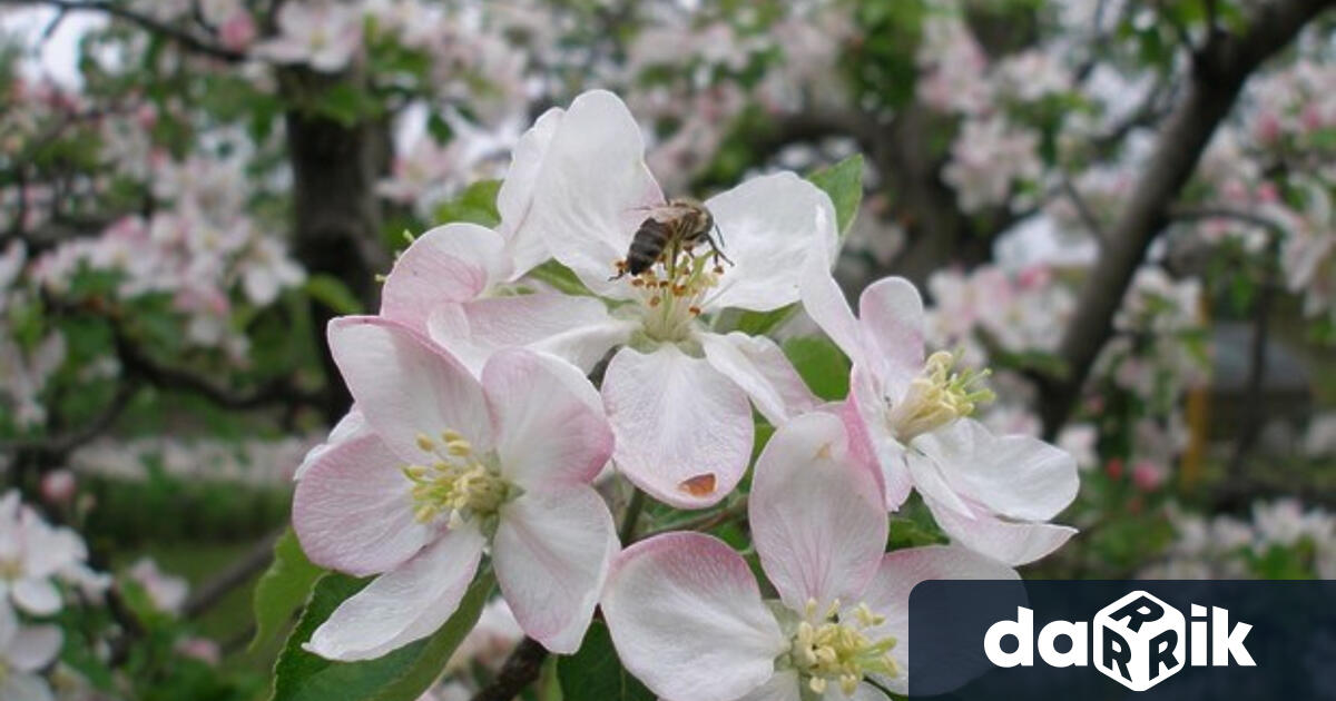 На 20 ти майсе отбелязваСветовния ден на пчелите и всички