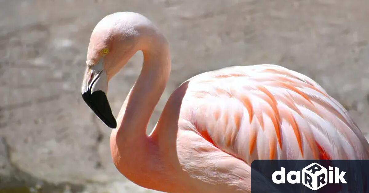 Най малко 39 фламинго бяха премазани в понеделник от самолет на