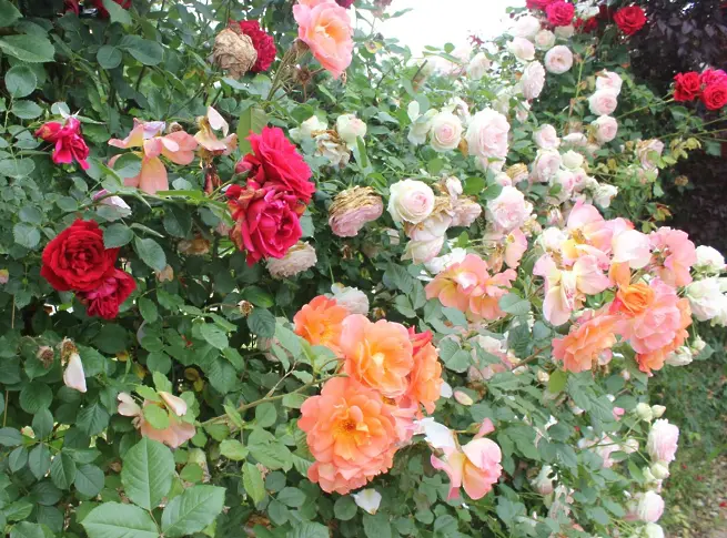 Творци рисуват водни лилии в първия по рода си художествен пленер 