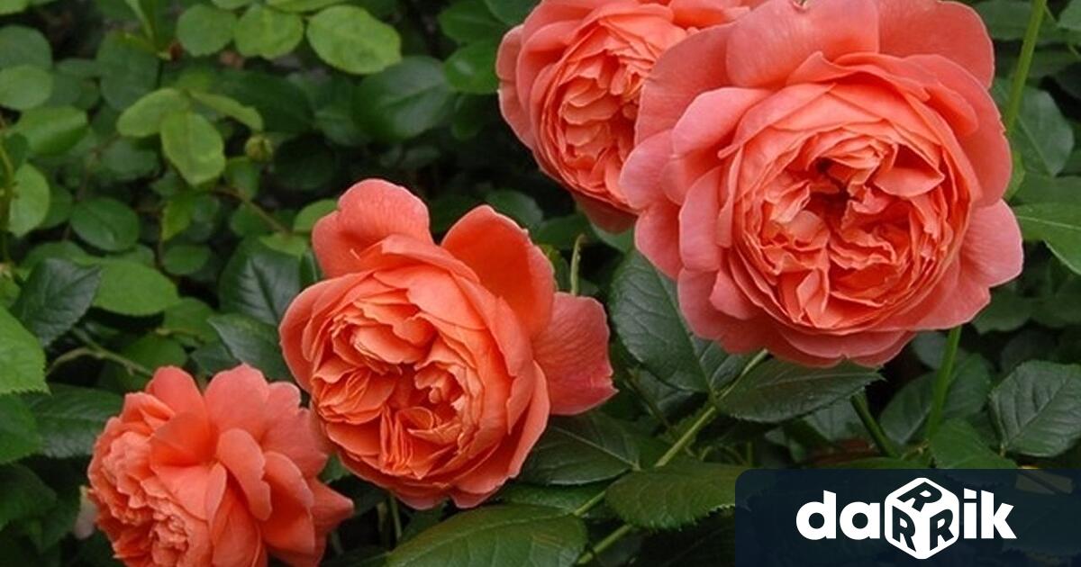 20 000 розови храсти дарени от изпълнителния директор на Брит