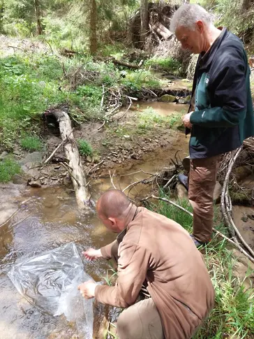 Зарибяват реките в Родопите с над 100 000 балкански пъстърви