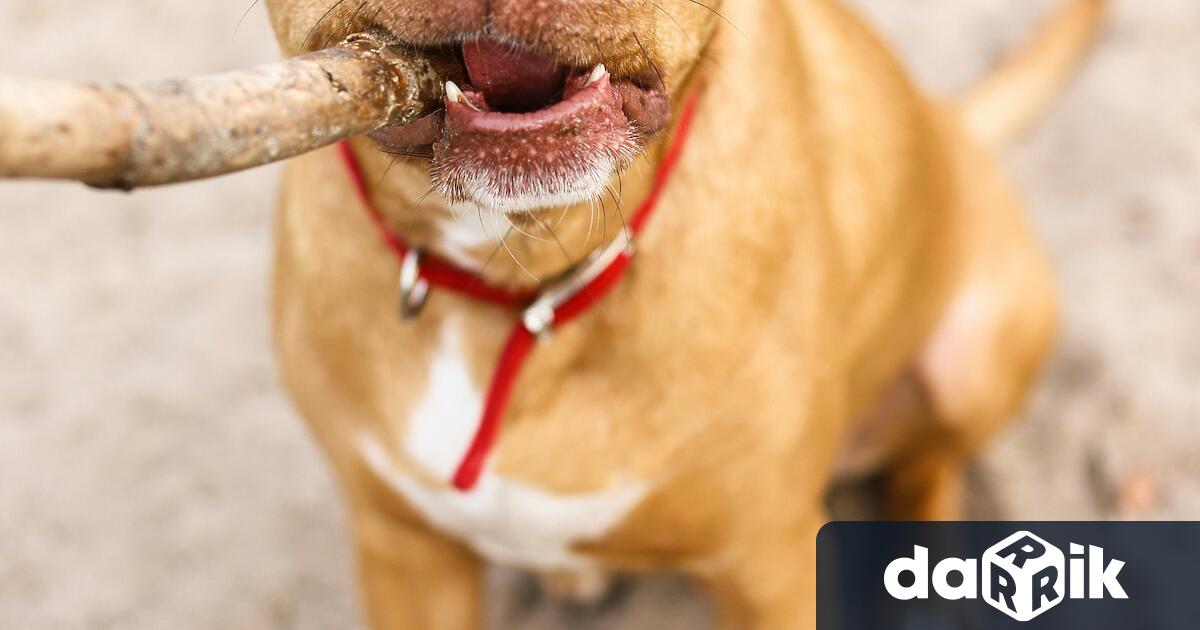 Инцидентът с питбула който нахапа стопанката си до смърт е