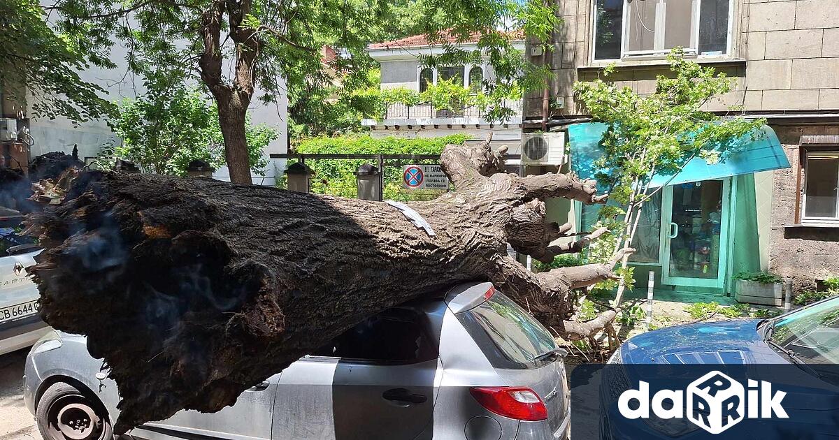 Дърво падна върху кола в София Товастана ясно от публикация