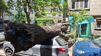 Дърво падна върху кола до 5 РПУ и блокира дижението по улицата